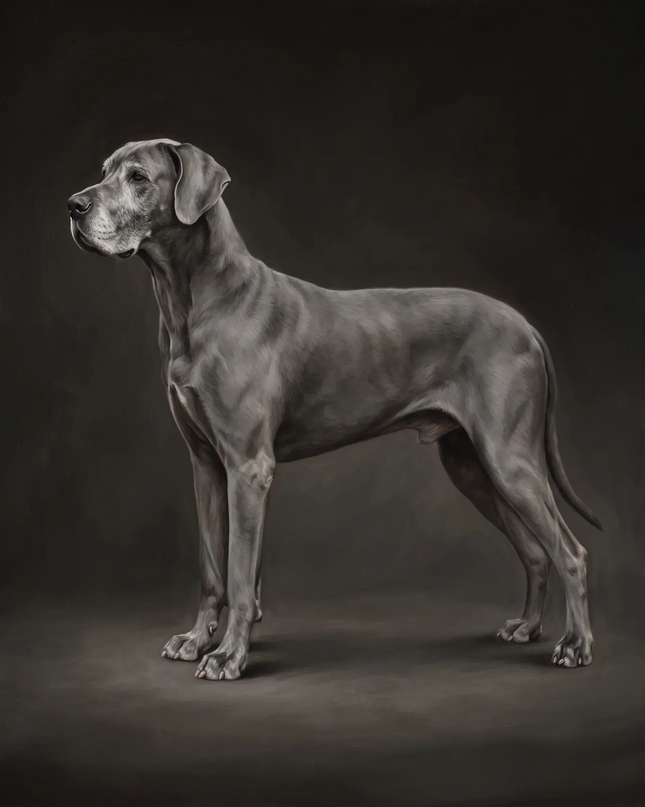 Duke, a Great Dane, Best in Show example.