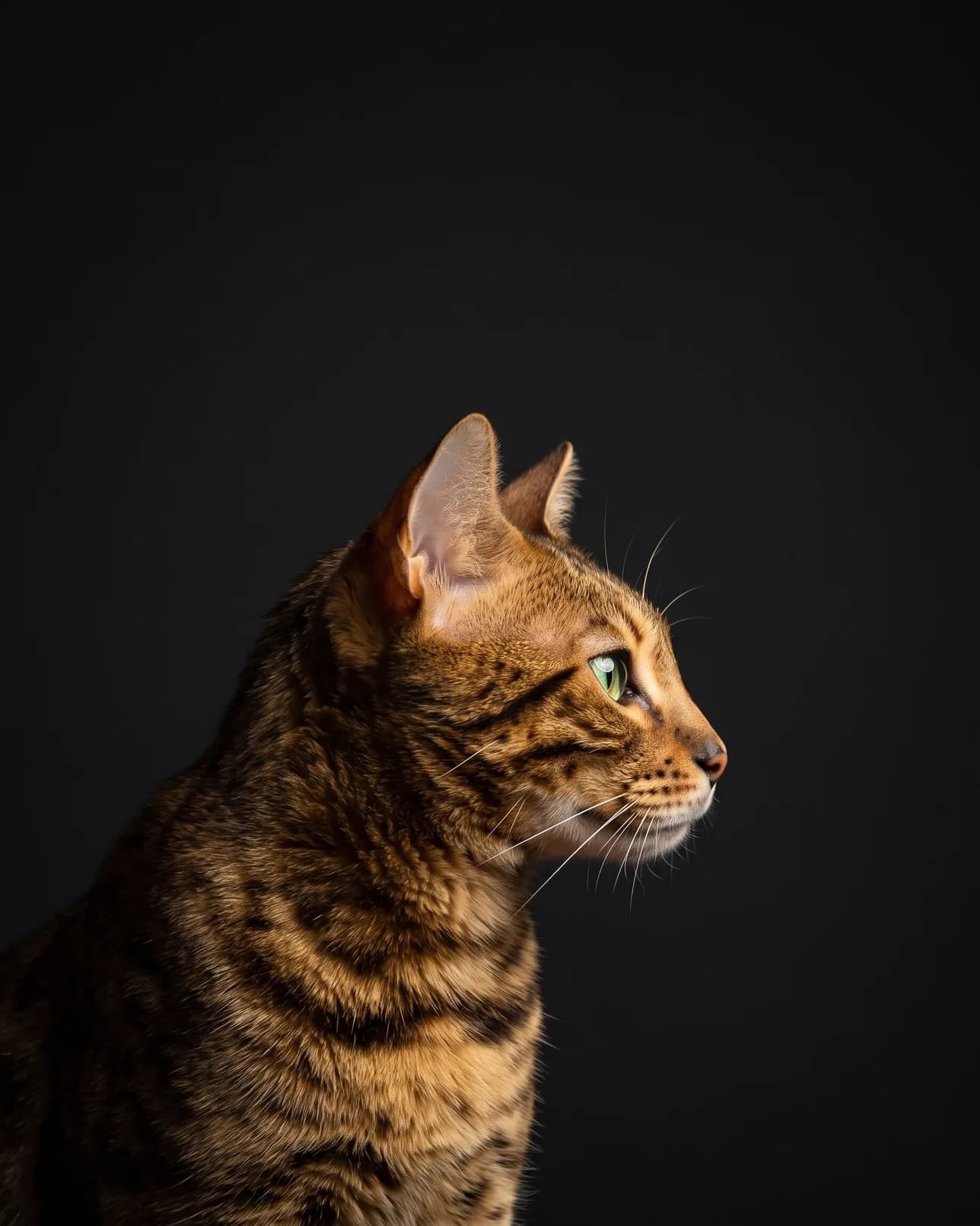 Jasper, un chat bengal, exemple De profil.