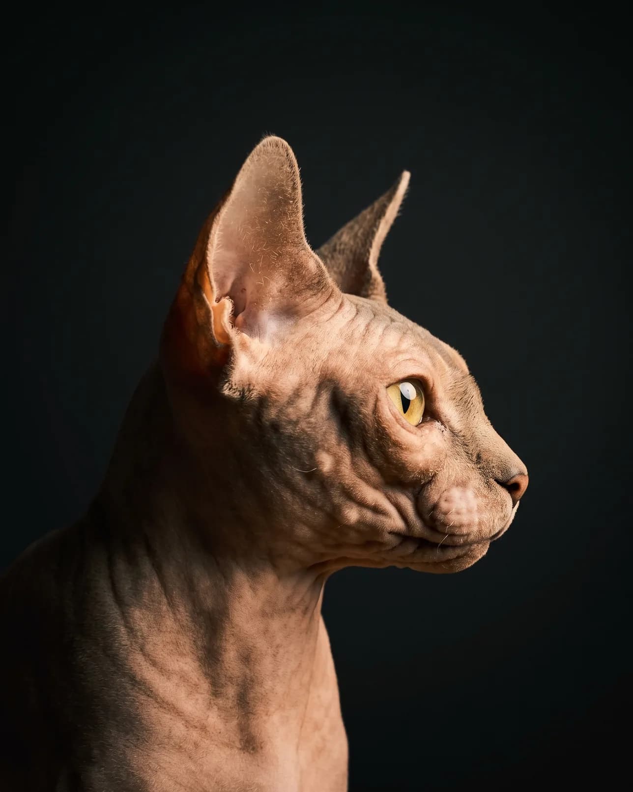 Yoda, un chat sphynx, exemple De profil.