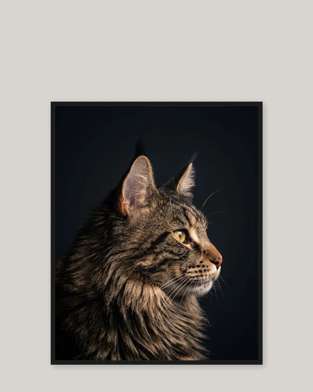 Une toile encadrée noire de Baron, un chat maine coon, dans le style De profil.