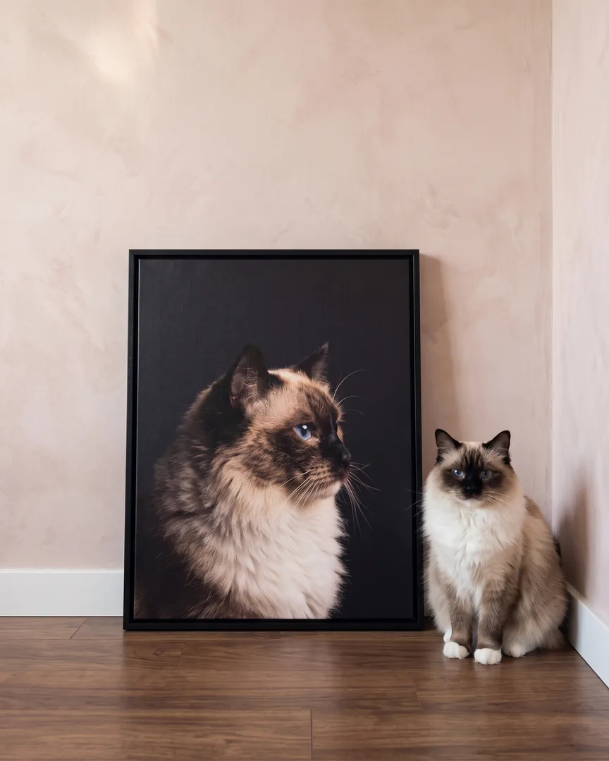 Willow, un chat ragdoll, à côté d'une toile encadrée noire de son portrait De profil.