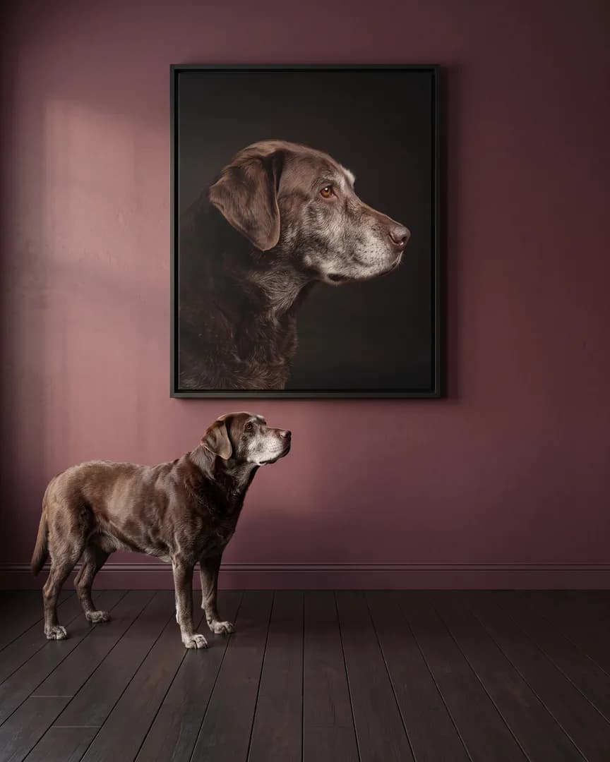 Moose, un labrador chocolat, à côté d'une toile encadrée noire de son portrait De profil.