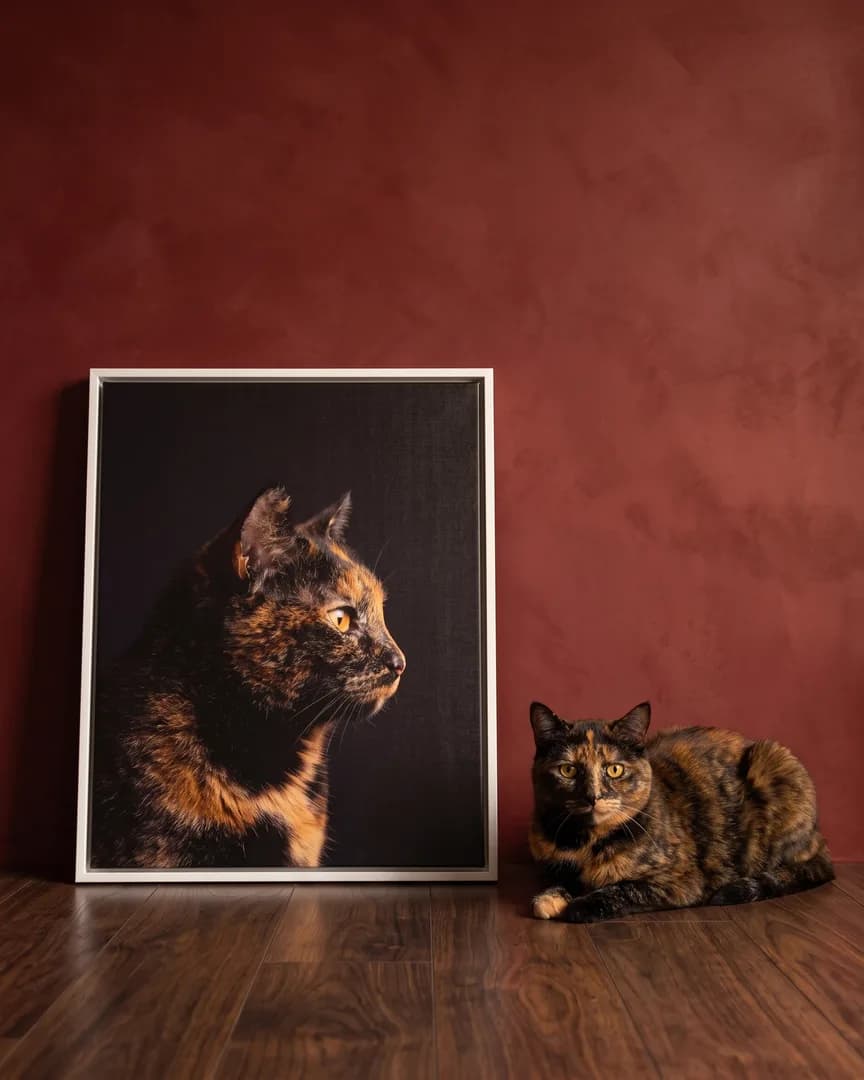 Autumn, un chat écaille, à côté d'une toile encadrée blanche de son portrait De profil.