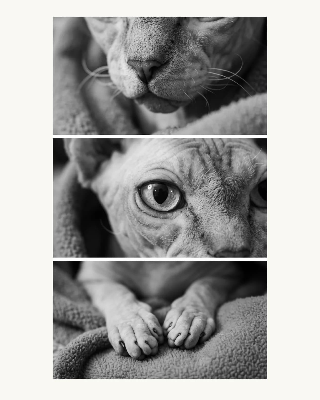 Yoda, a Sphynx, Close Studies example.