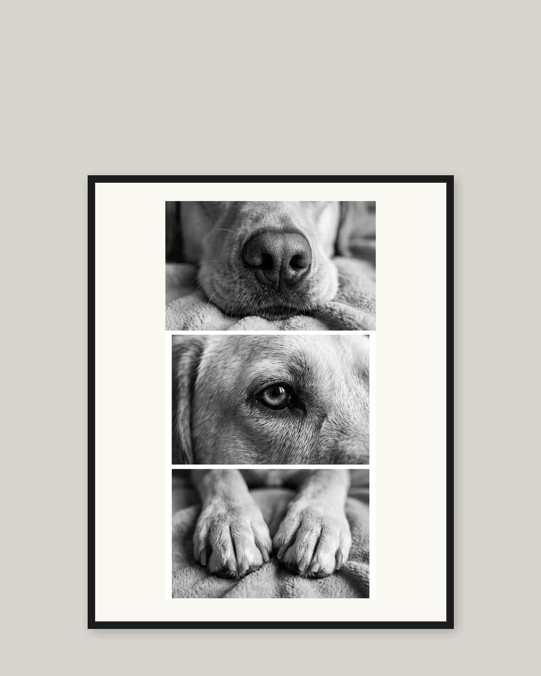 A black float-framed canvas of Marley, a yellow labrador retriever, in the Close Studies style.