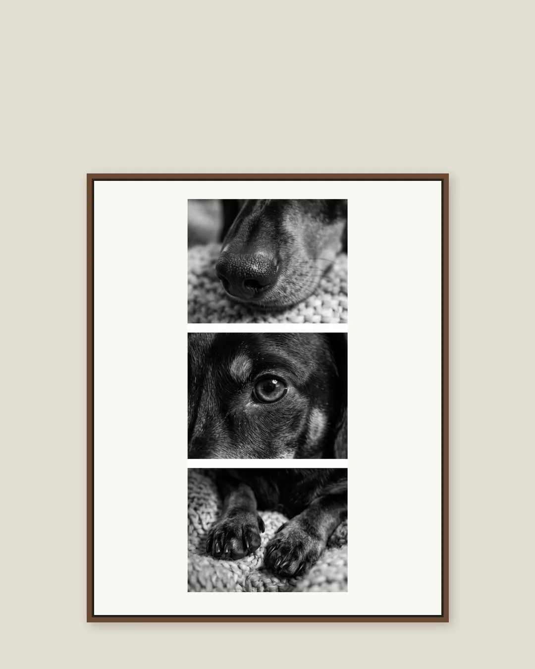 A brown float-framed canvas of Ziggy, a dachshund, in the Close Studies style.
