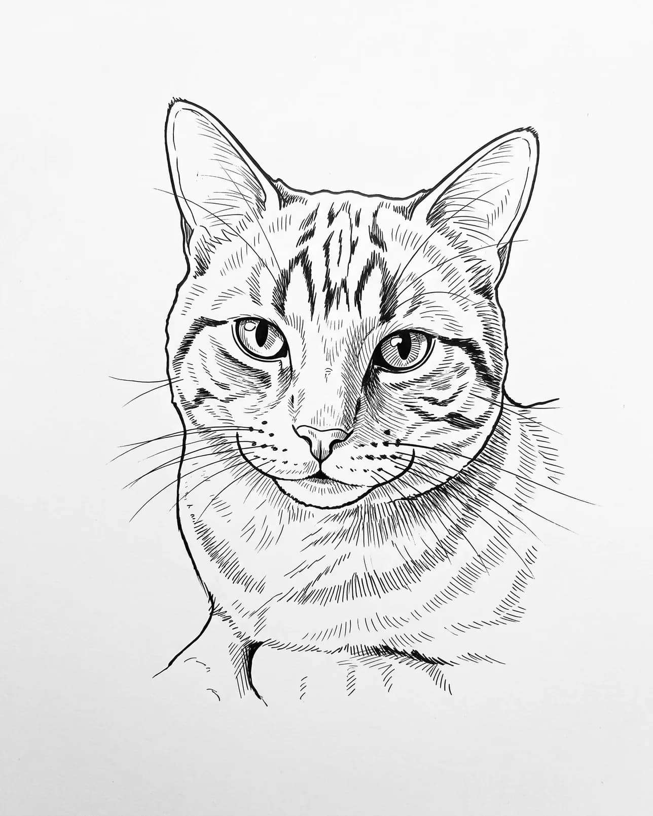 Miel, un chat tigré, exemple Plume et encre.