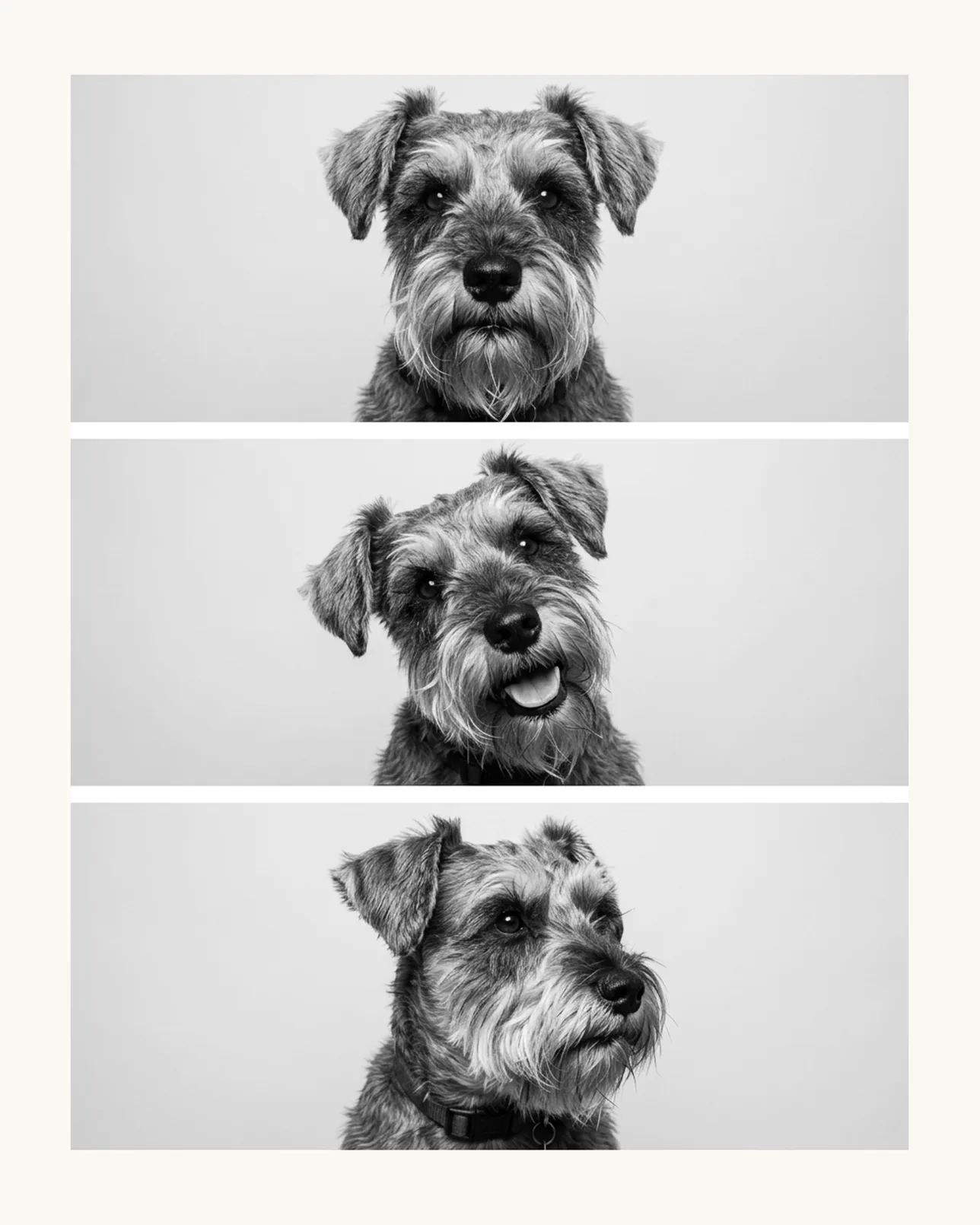 Otis, a miniature schnauzer, Photo Booth example.