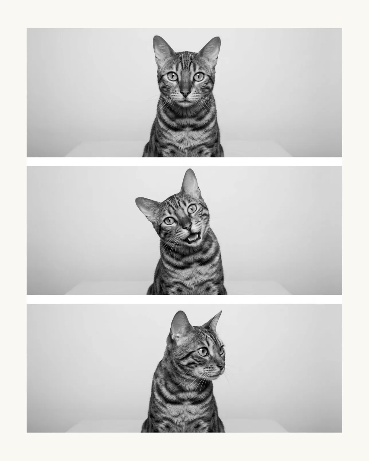 Jasper, a Bengal, Photo Booth example.
