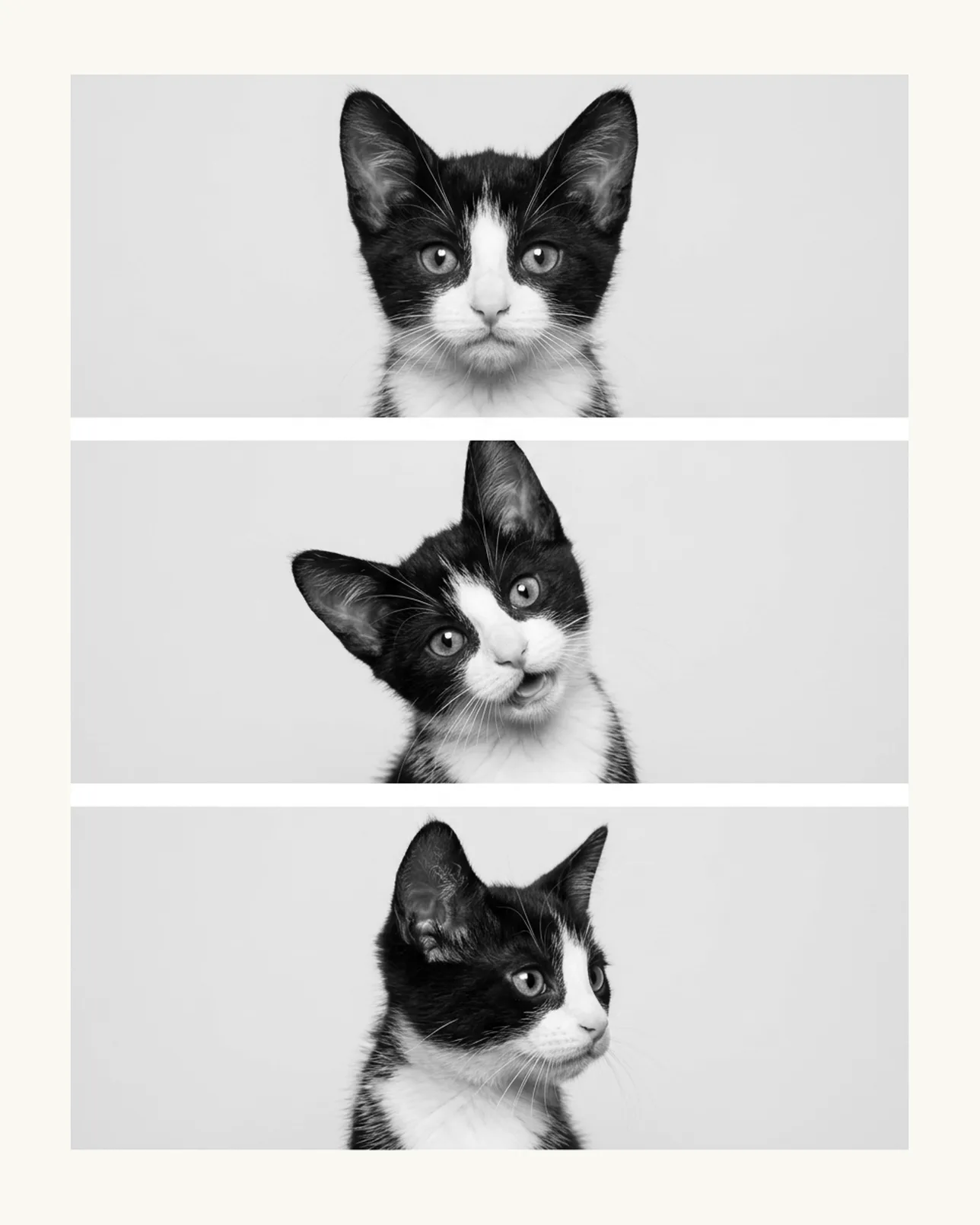 Oreo, a tuxedo domestic shorthair kitten, Photo Booth example.