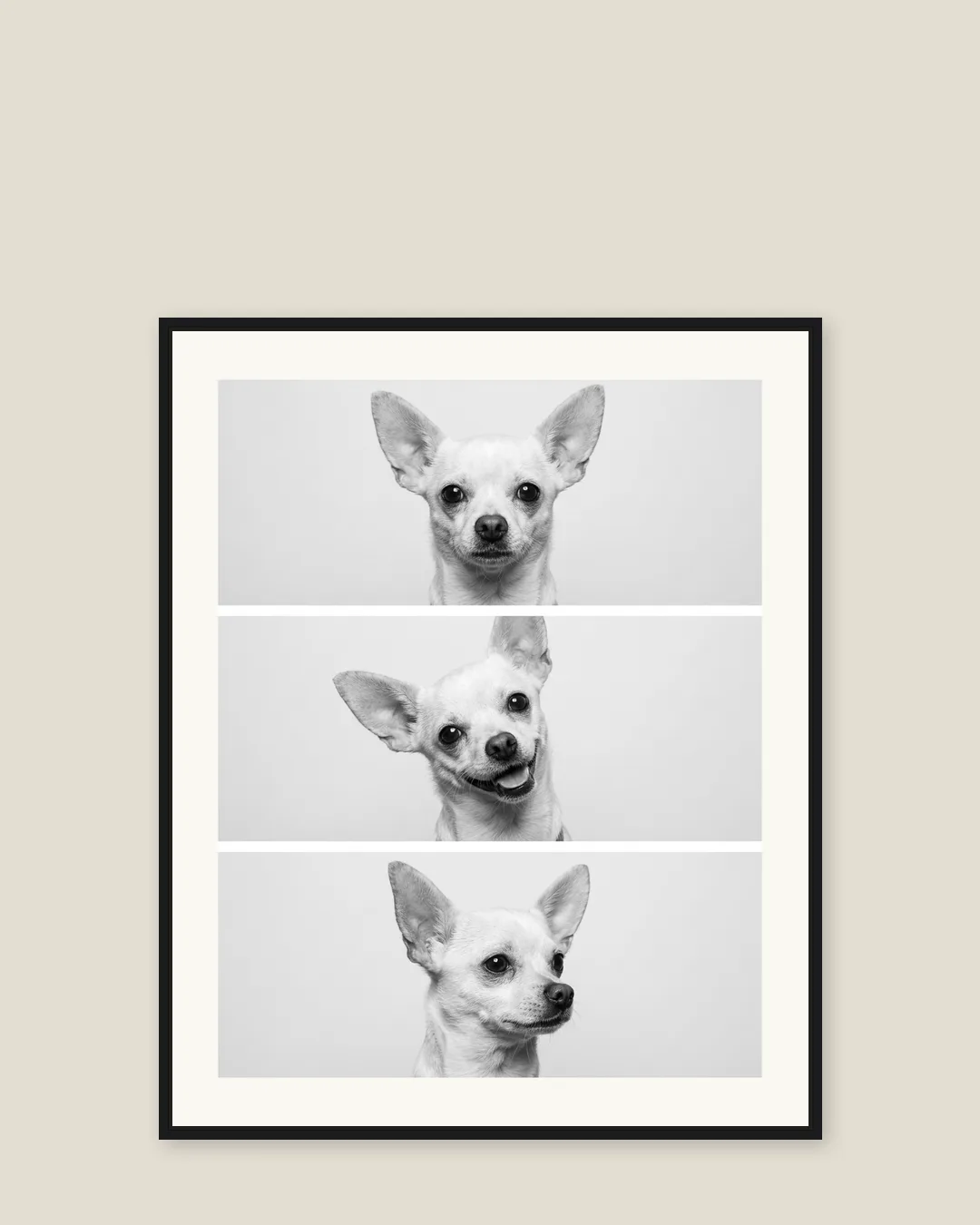 A black float-framed canvas of Pip, a chihuahua, in the Photo Booth style.