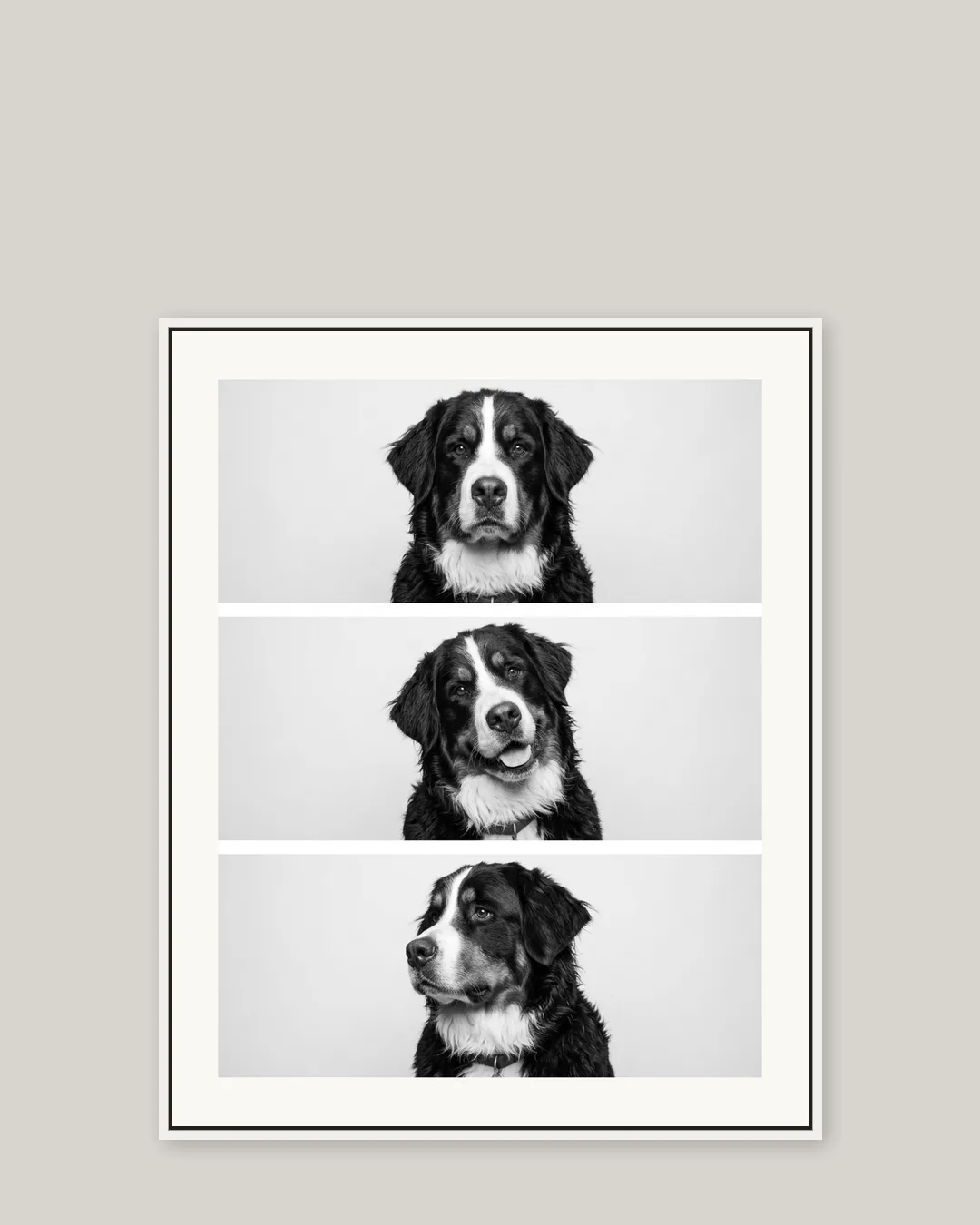 A white float-framed canvas of Bruno, a Bernese mountain dog, in the Photo Booth style.