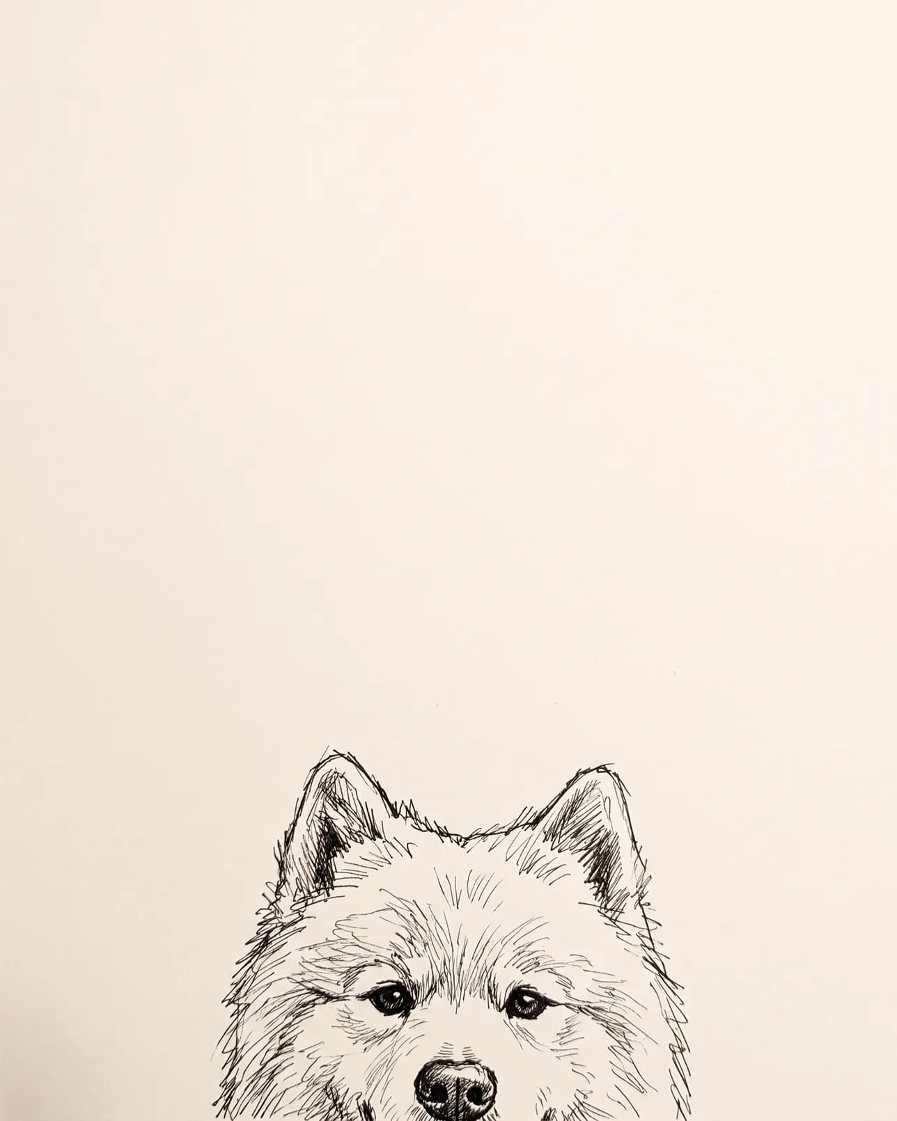 Snowy, un samoyède, exemple Coup d'Œil au Carnet.