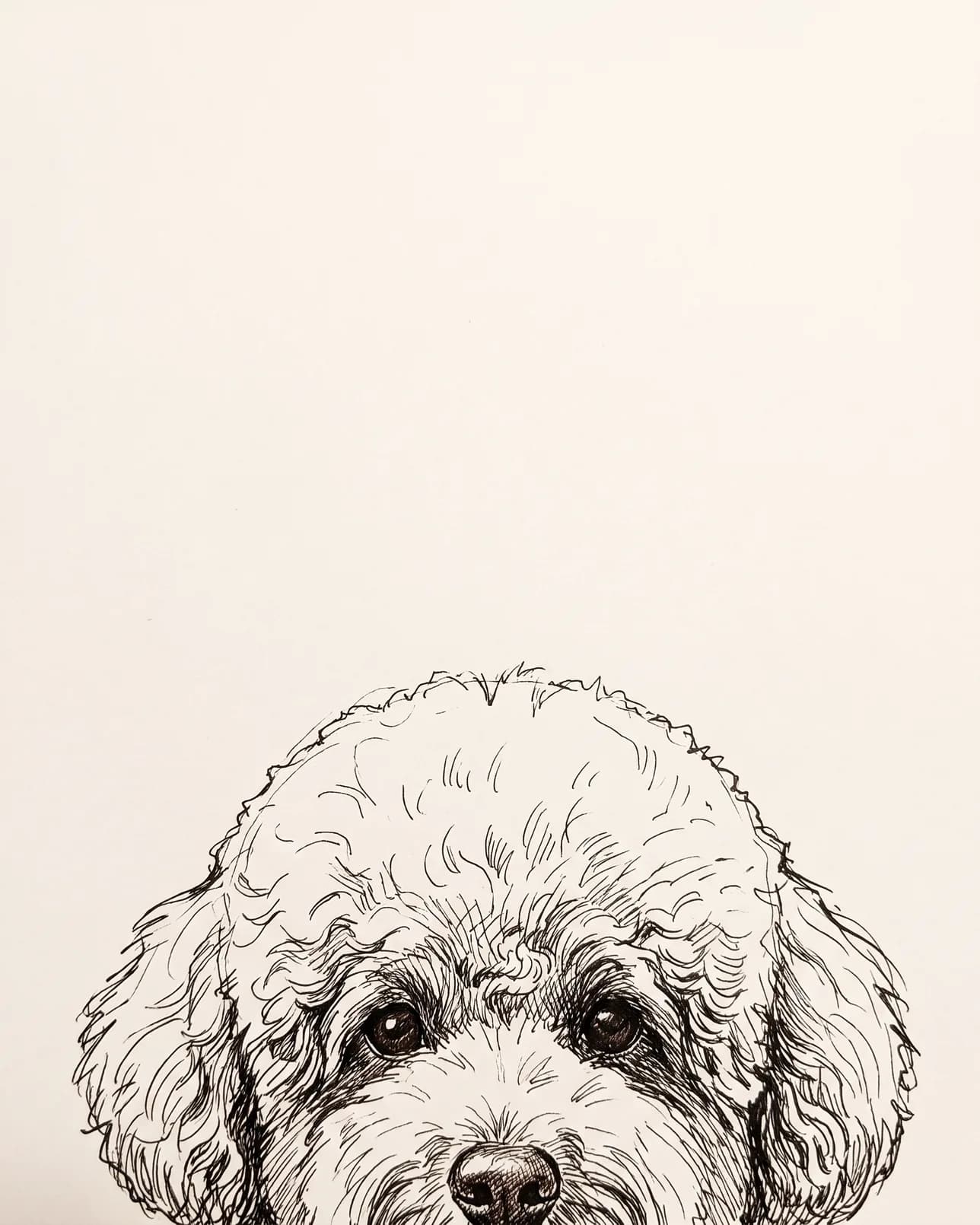Mimi, un caniche nain, exemple Coup d'Œil au Carnet.