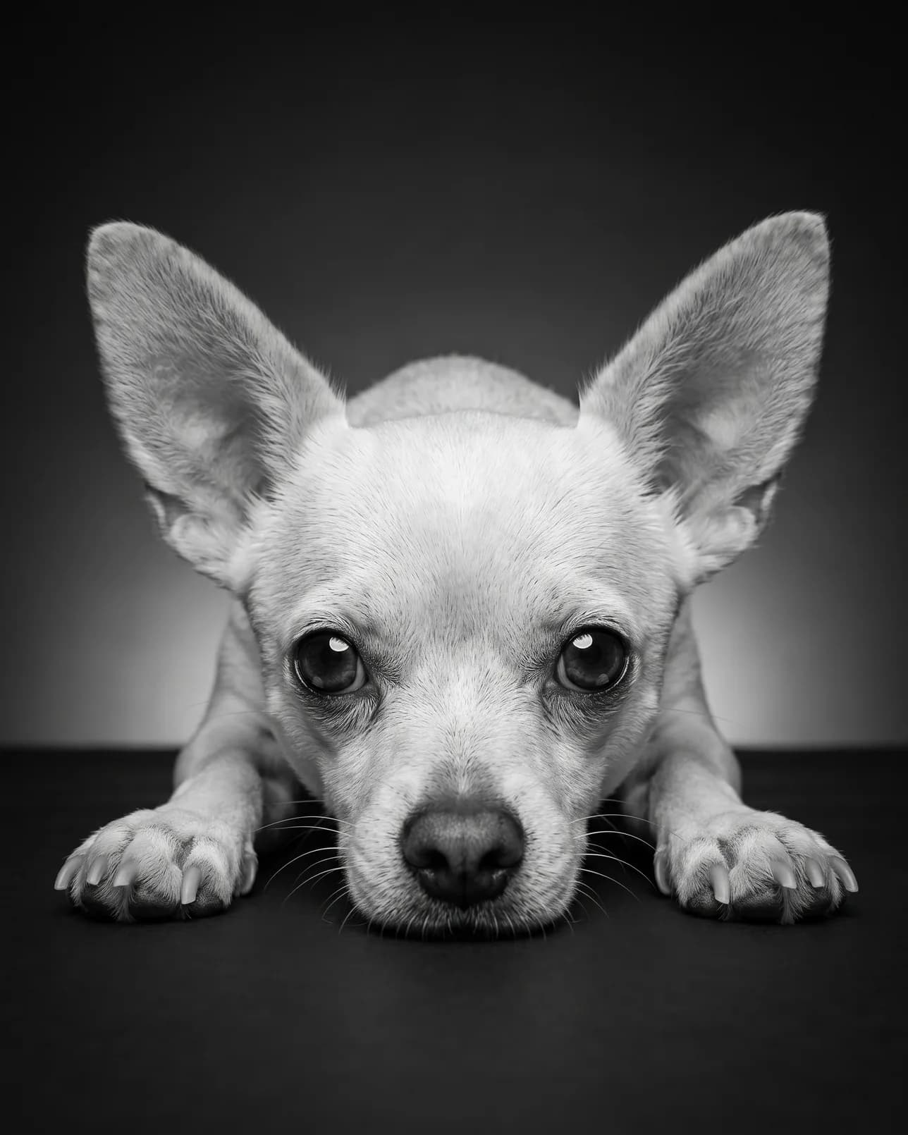 Pip, a chihuahua, Soulful Eyes example.