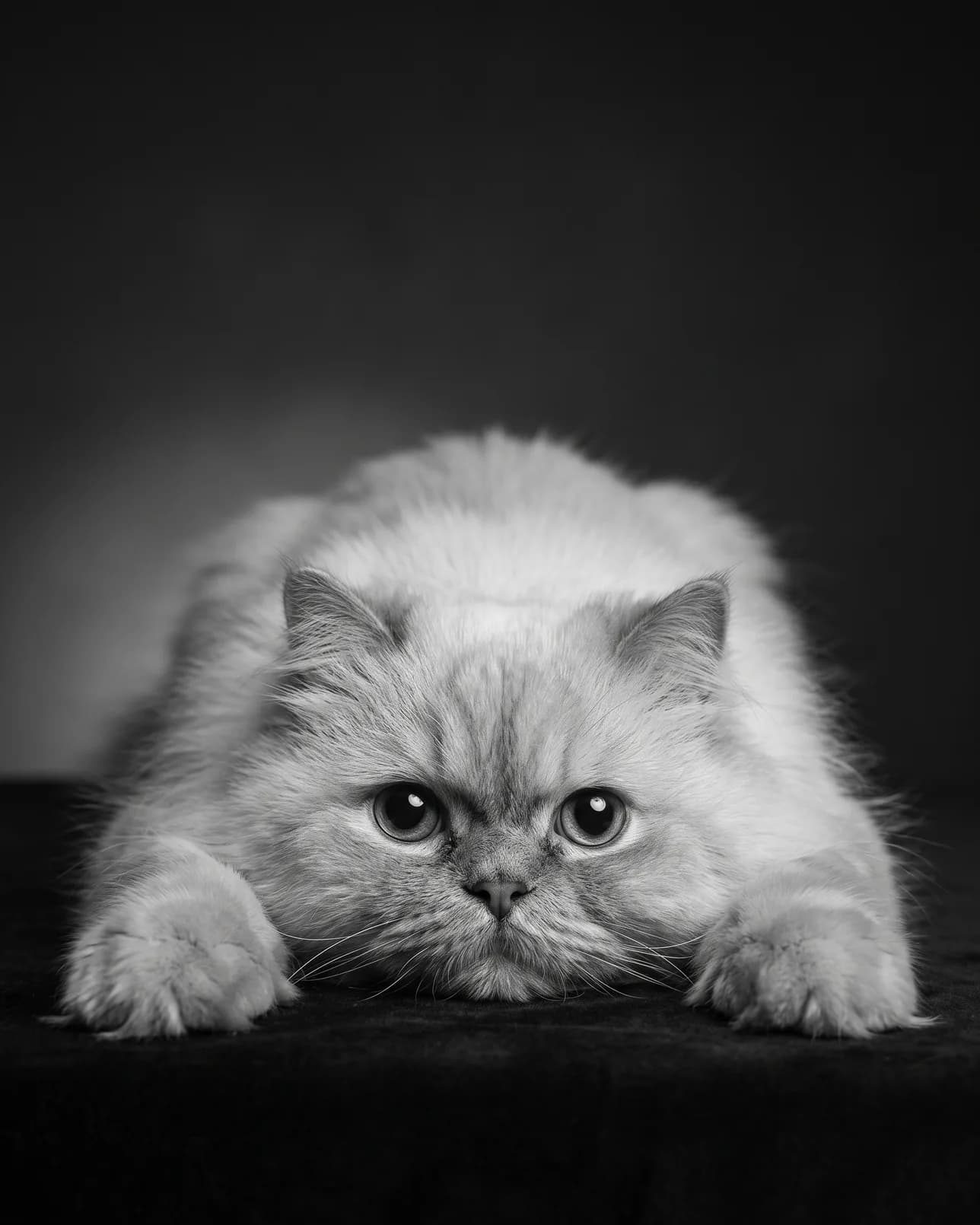 Frost, a Persian, Soulful Eyes example.