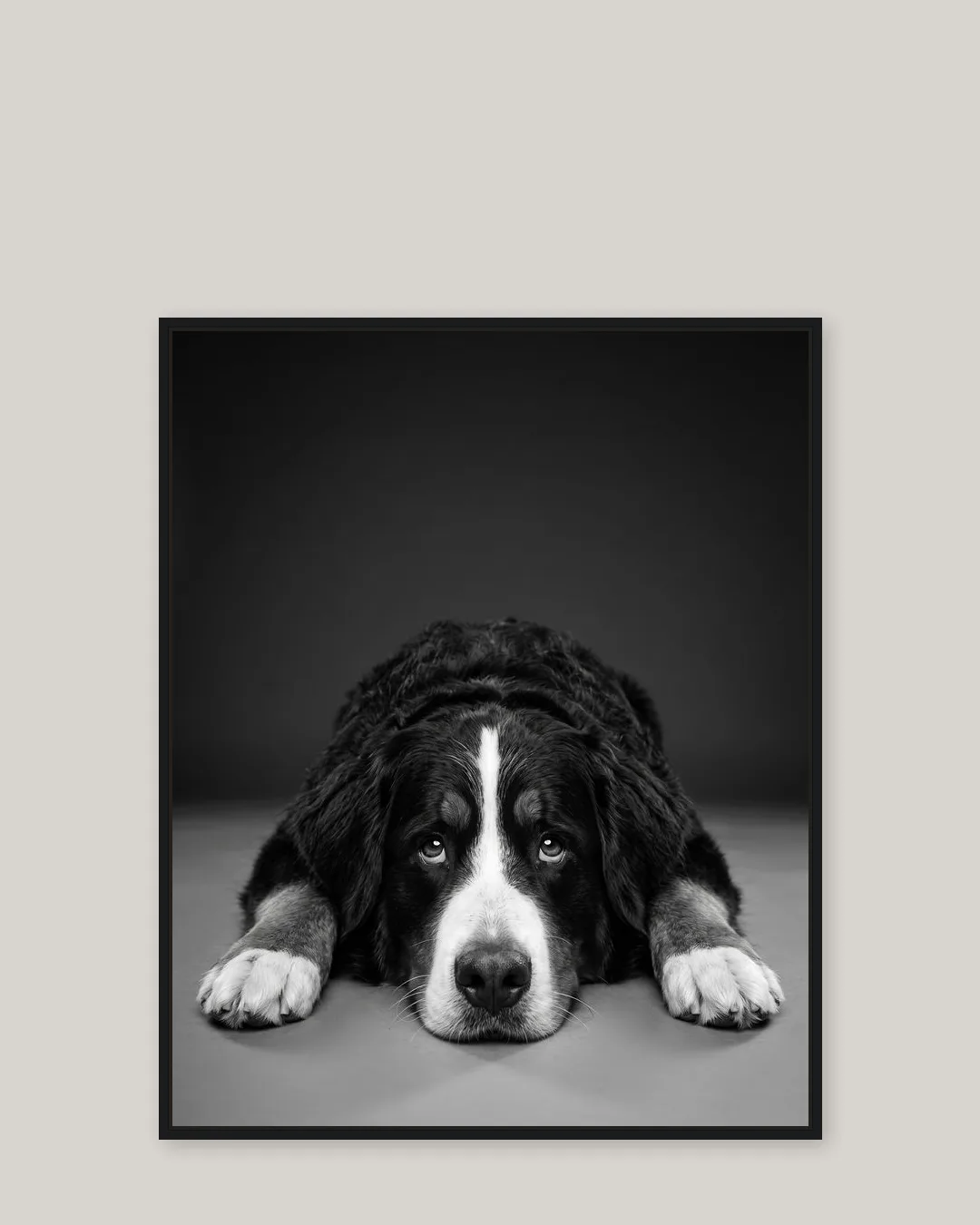A black float-framed canvas of Bruno, a Bernese mountain dog, in the Soulful Eyes style.