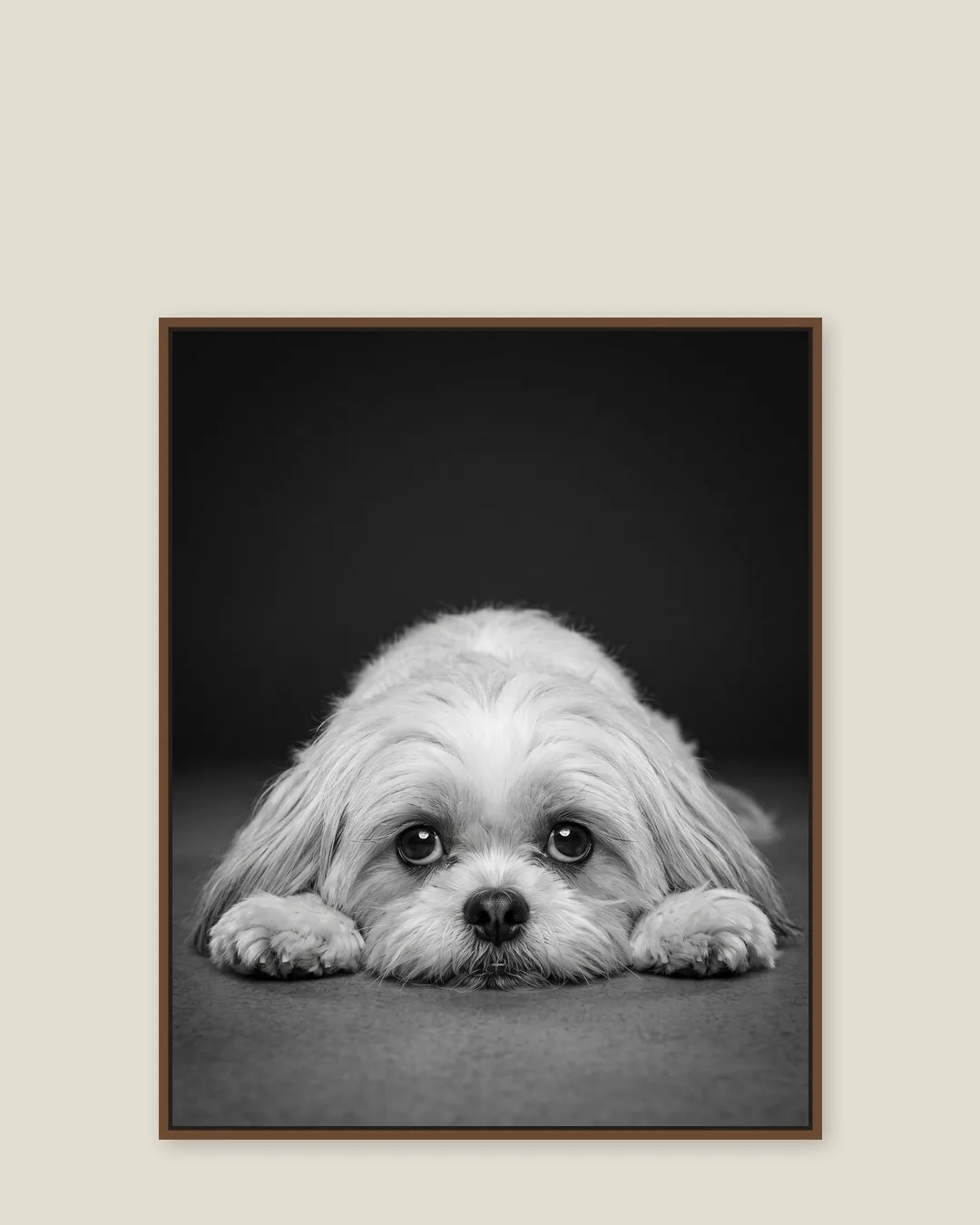 A brown float-framed canvas of Coco, a Shih Tzu, in the Soulful Eyes style.