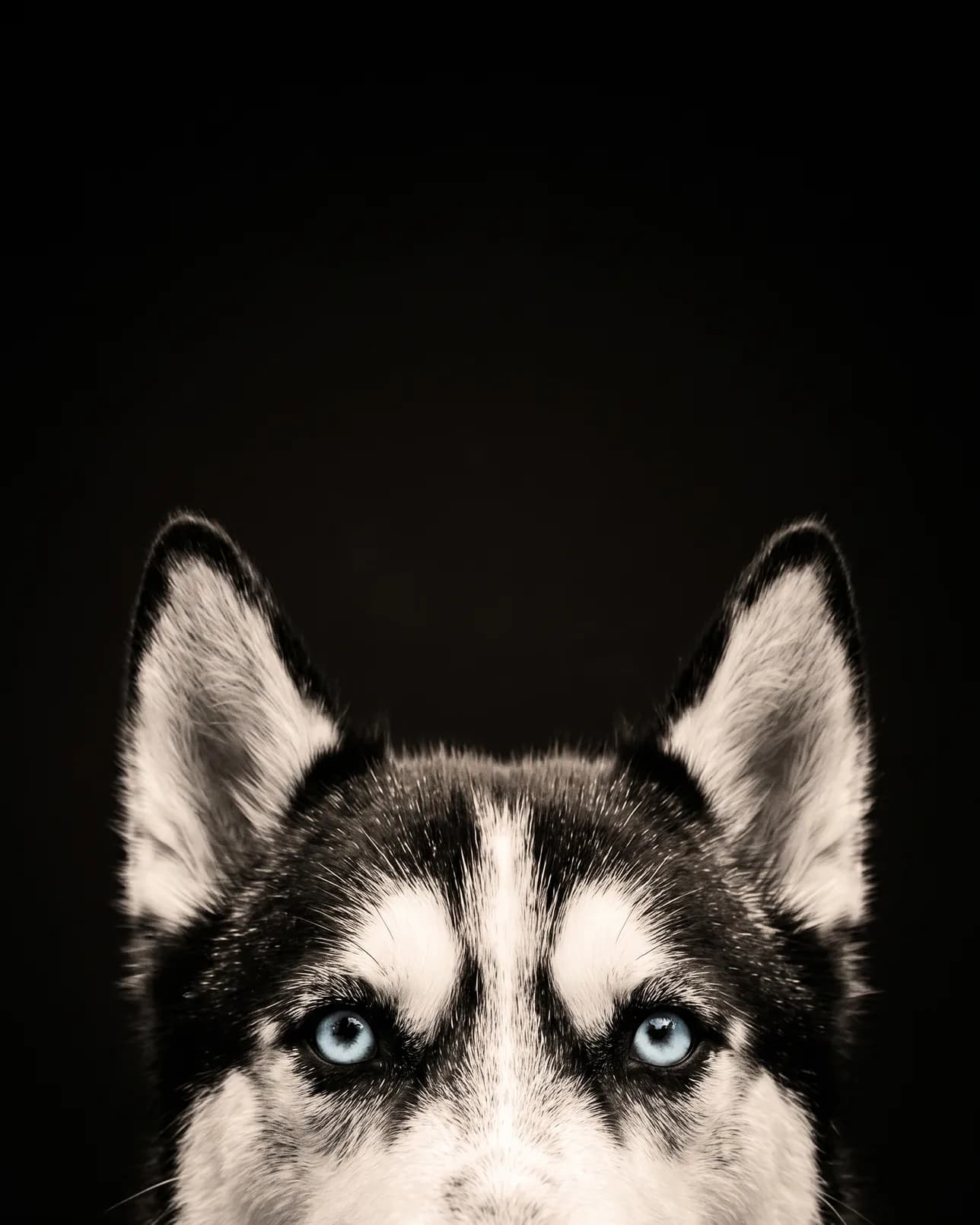 Nova, un husky sibérien, exemple Le Coup d'œil.