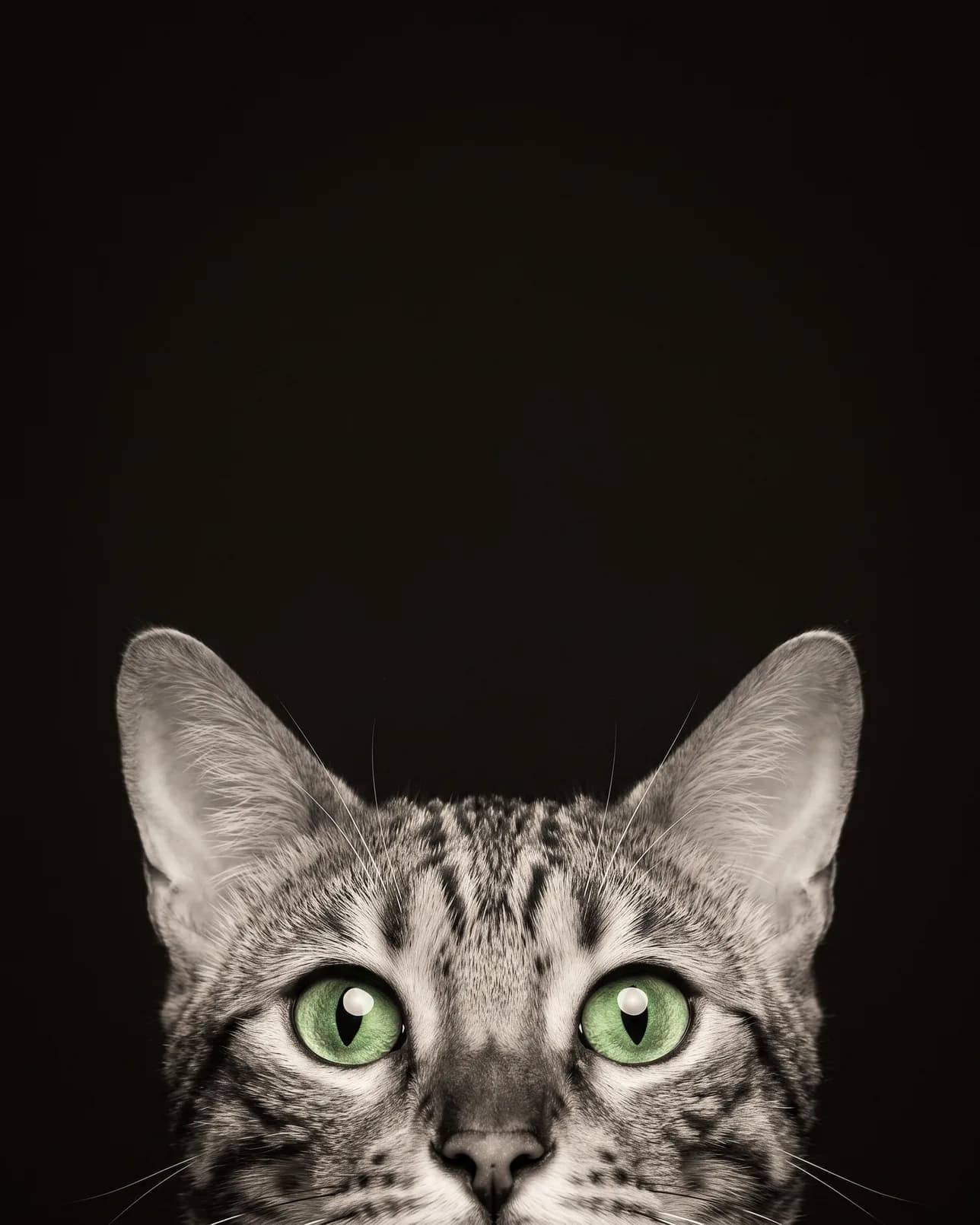 Jasper, un chat bengal, exemple Le Coup d'œil.