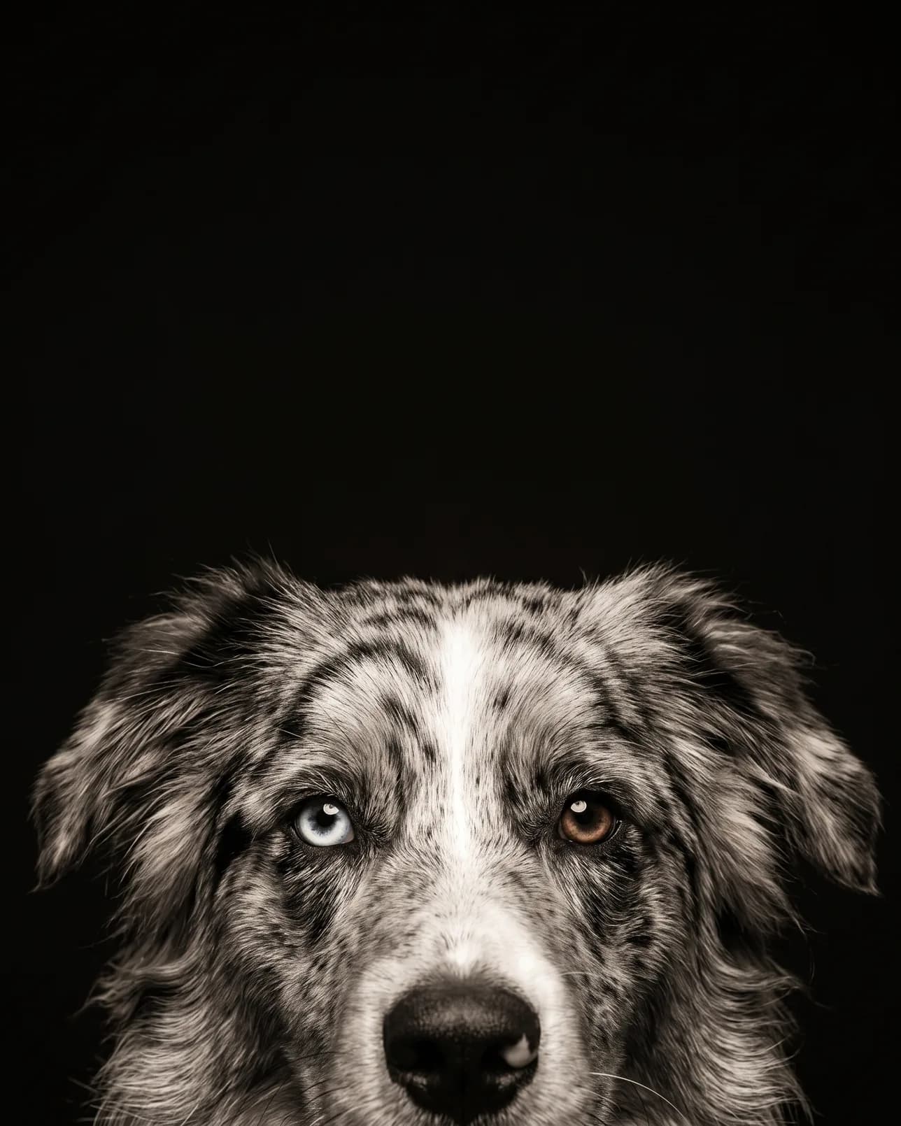 Koda, un berger australien, exemple Le Coup d'œil.