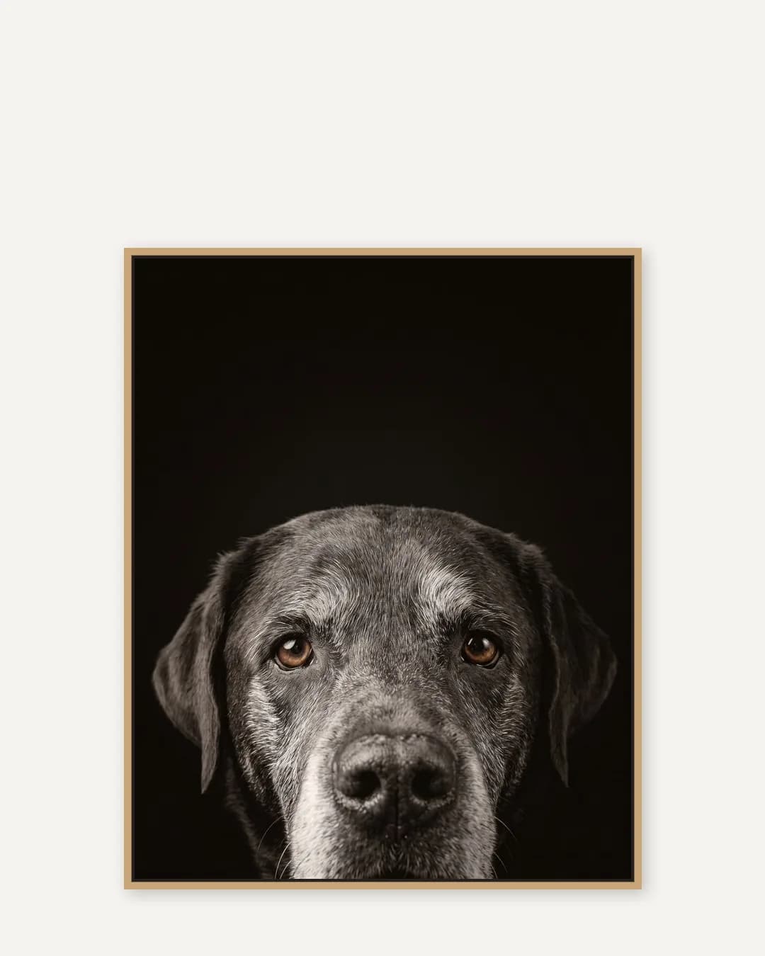 Une toile encadrée en chêne naturel de Moose, un labrador chocolat, dans le style Coup d'œil.