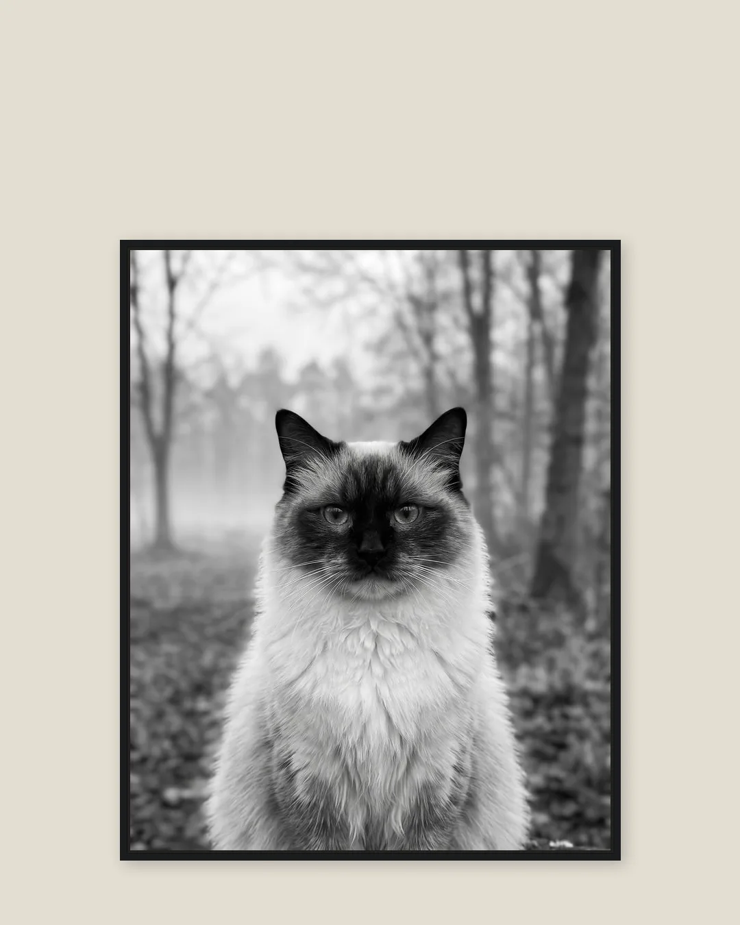A black float-framed canvas of Willow, a Ragdoll, a gentle Through the Mist portrait kept close.