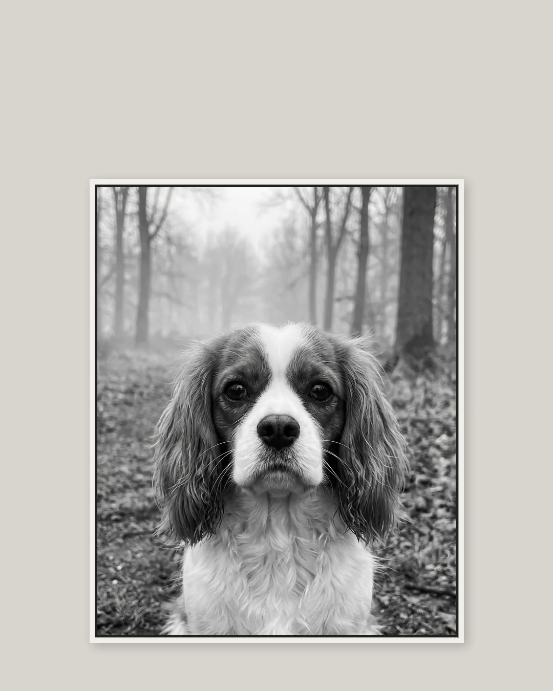 A white float-framed canvas of Daisy, a Cavalier King Charles spaniel, a gentle Through the Mist portrait kept close.