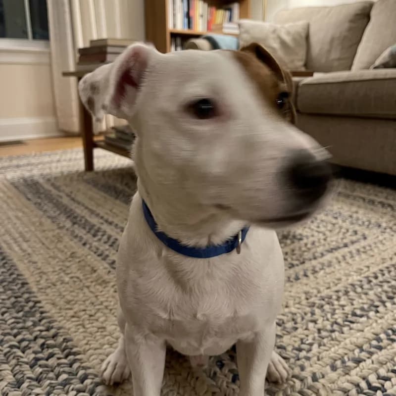 A phone photo of a Jack Russell terrier turning its head as the shutter fires, its face smeared with motion blur