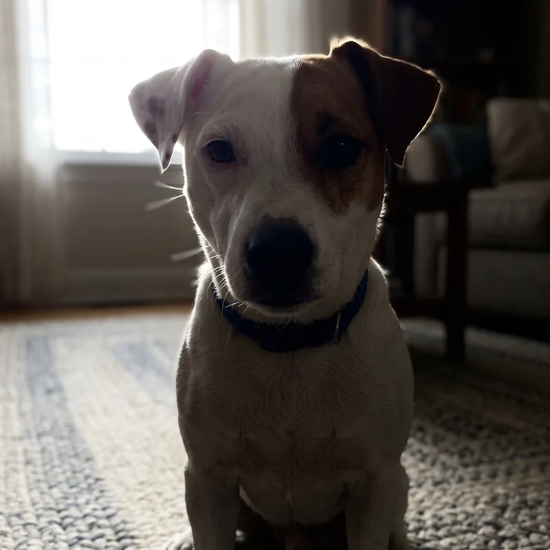 A phone photo of a Jack Russell terrier backlit by a bright window, with its face lost in shadow