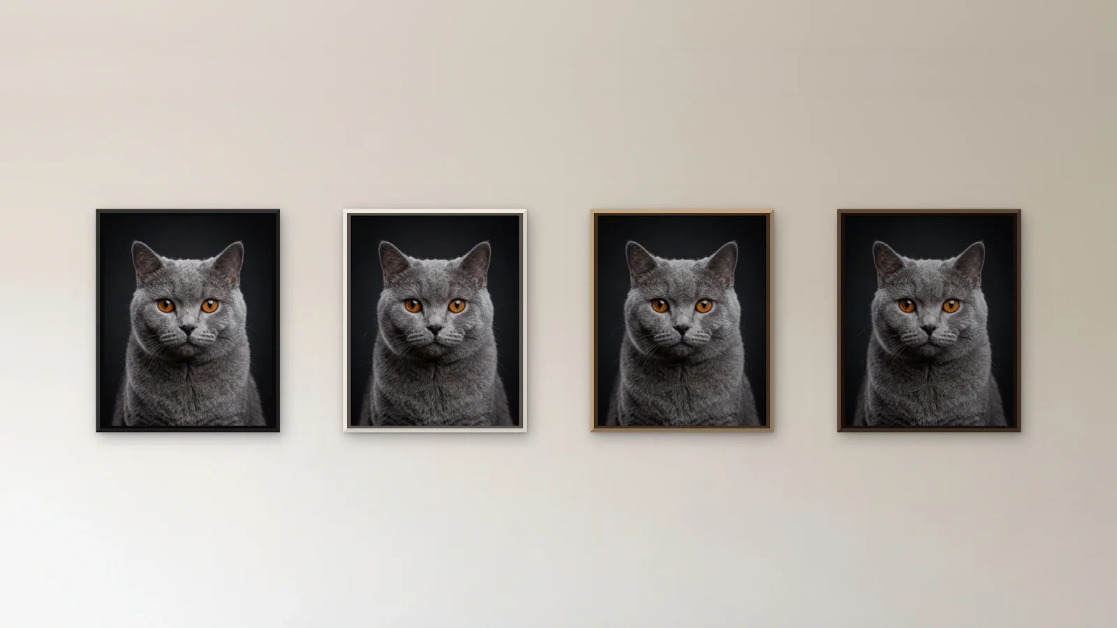 The same cat portrait hung in a row of 16 x 20 in canvases, one in each float frame colour: black, white, natural wood or brown