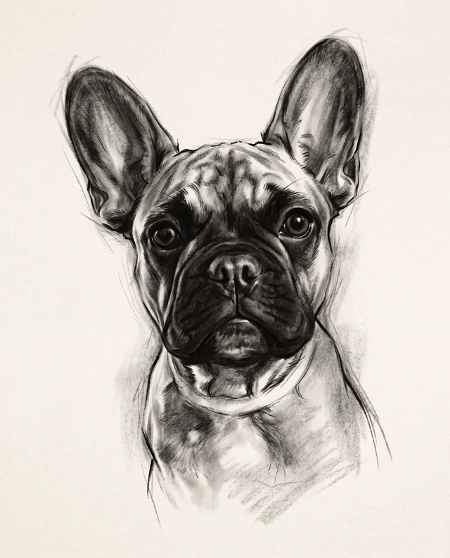 Charcoal Sketch: example portrait of a dog