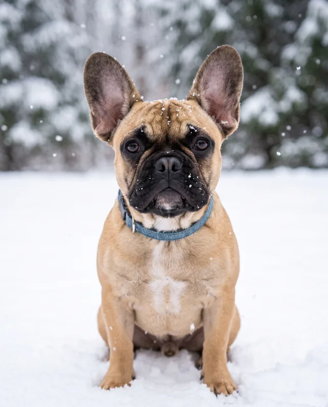 Snow Day: example portrait of a dog
