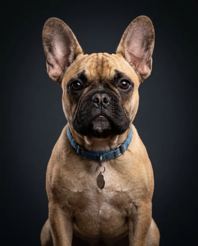 Studio Portrait: example portrait of a dog