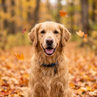 The same test dog in the Autumn Walk style