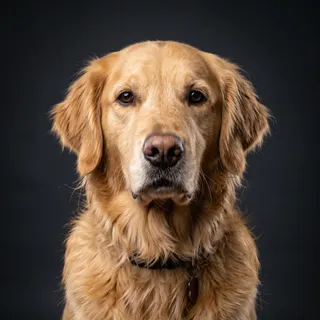 The same test dog in the Studio Portrait style